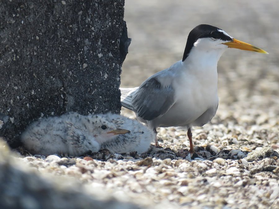 Most shorebirds and seabirds that nest on rooftops are State-threatened species.
